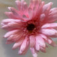 Artificial Gerbera Flowers Pink Faux Flowers, Fake Gerbera, Gerbera Daisy Flowers, Silk Spring Wedding.  Pink Flowers Gift for Her.