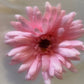Artificial Gerbera Flowers Pink Faux Flowers, Fake Gerbera, Gerbera Daisy Flowers, Silk Spring Wedding.  Pink Flowers Gift for Her.