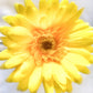 Artificial Gerbera Flowers Yellow Faux Flowers, Fake Gerbera, Gerbera Daisy Flowers, Silk Spring Wedding.  Yellow Flowers, Gift for Her.