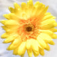 Artificial Gerbera Flowers Yellow Faux Flowers, Fake Gerbera, Gerbera Daisy Flowers, Silk Spring Wedding.  Yellow Flowers, Gift for Her.