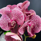 Artificial Orchid Flower Gift for Her, Real Look Orchids, Dark Pink Spotted Orchid Stem, Artificial Flowers, Pink Flowers, Faux Orchid Flower