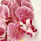 Artificial Orchid Flower, Dark Pink Spotted Orchid Stem, Flowers Gift for Her, Real Look Orchids, Artificial Flowers, Pink Flowers, Faux Orchid Flower*