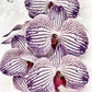 Artificial Orchid Flower, Gift for Her, Real Look Orchids, Purple Striped Orchid Stem, Phalaenopsis, Faux Orchid Flower