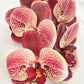 Artificial Orchid Flower, Gift for Her, Red Spotted Orchid Stem, Orchid Plant Leaves, Orchid Artificial Flowers Red Flowers for Flower Arranging