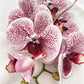 Artificial Orchid Stem, Magenta Pink Spotted Orchid Flower, Pink Flowers, Flowers Gift for Her, Artificial Flowers, Real Look Orchids Faux Orchid Flower
