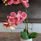 Artificial Orchid Plant, Gift for Her, Real Look Orchids, Spotted Pink Orchid Pot Plant, Phalaenopsis, Artificial Flowers, Faux Orchid