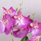 Artificial Orchid Plants, Faux Potted Orchids Phalaenopsis Orchids 28cm Potted Orchid in Purple, Pink or White Silk Orchid Flowers